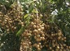Longan Tree Dimocarpus Dragon Eye 10” With Pot Tropical Fruit Live Plant gallery