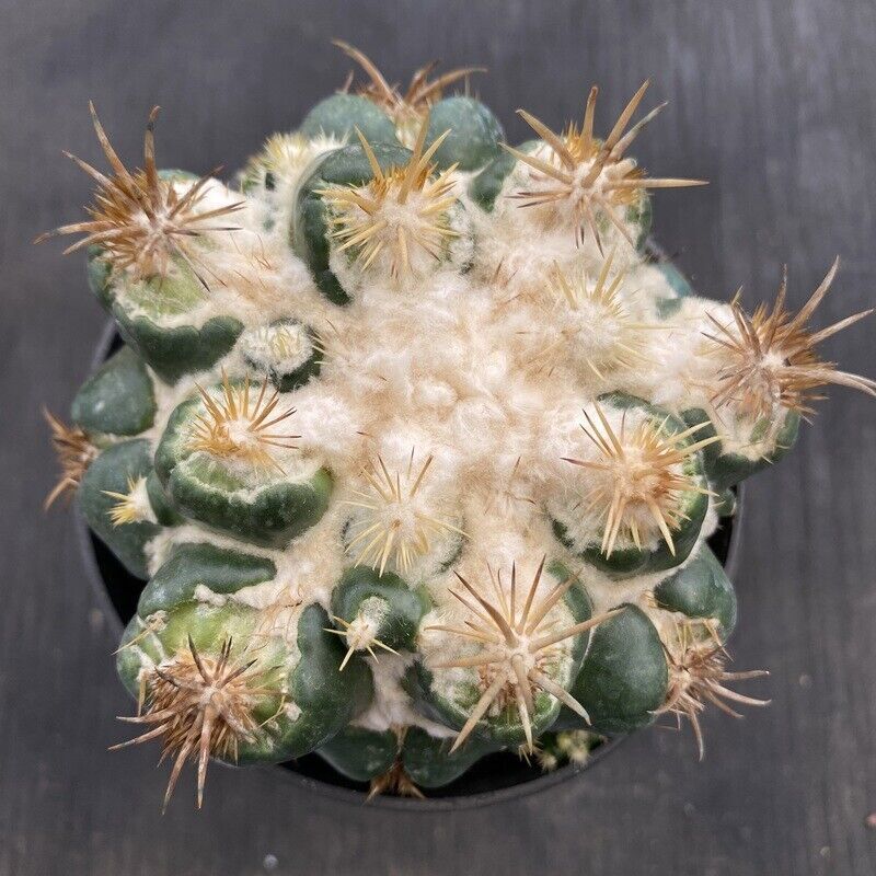 Cactus Succulent Plants Coryphantha Elephatidens Hybrid Beautiful Cactus 6-7CM gallery