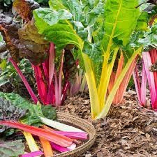 Premium Rainbow Swiss Chard -Fresh Organic Heirloom Seeds Beautiful & Delicious gallery