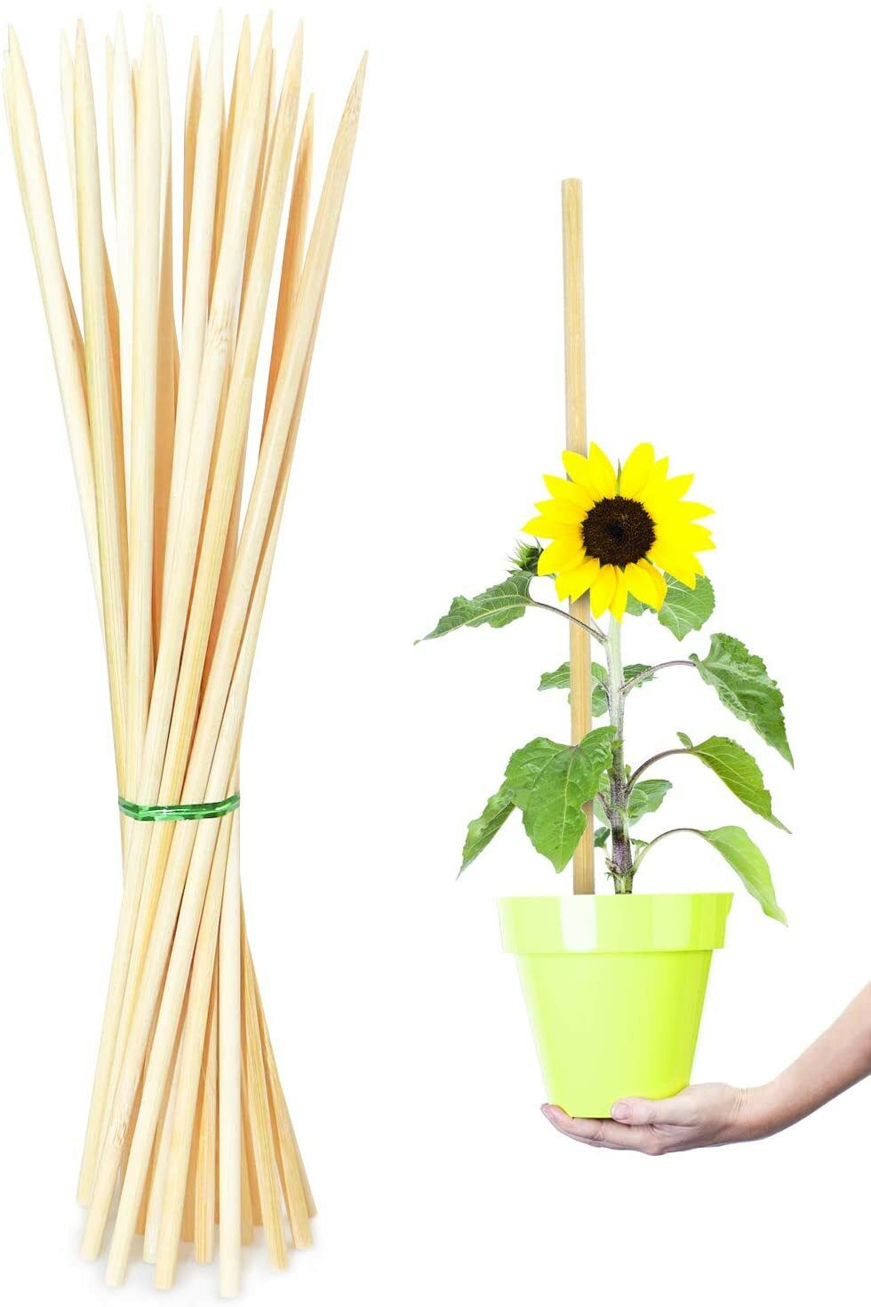 50 Pack 15 Inch Bamboo Plant Stakes, Plant Sticks Support, Floral Plant Support gallery