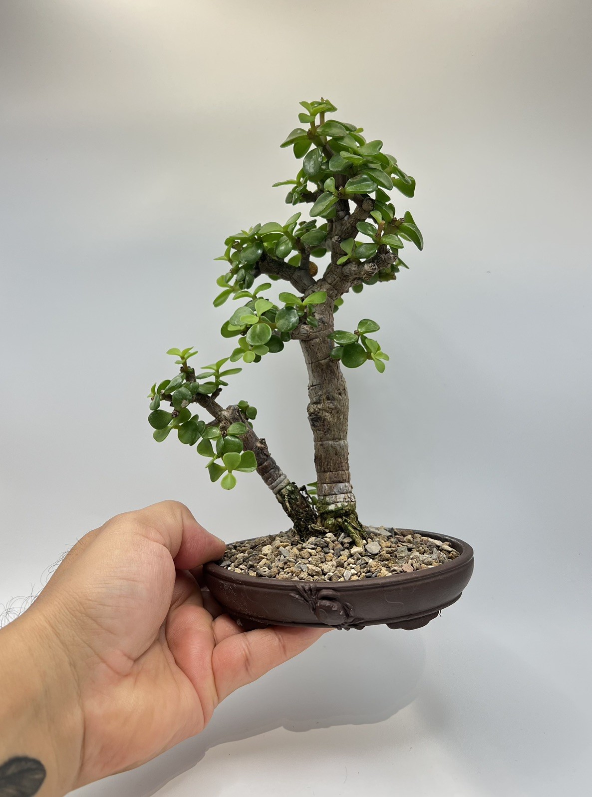 Two tree Dwarf Jade bonsai group - Portulacaria Afra old tree in Yixing crab pot gallery