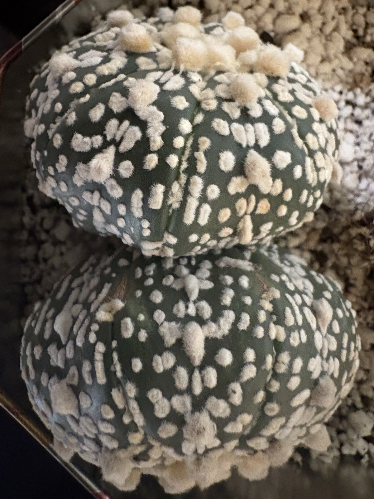 Astrophytum Asterias Dichot Or Two Headed gallery