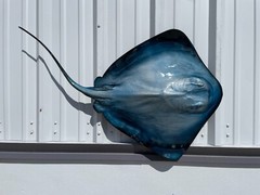 46″ Blue Southern Stingray Half Mount – Quick Production