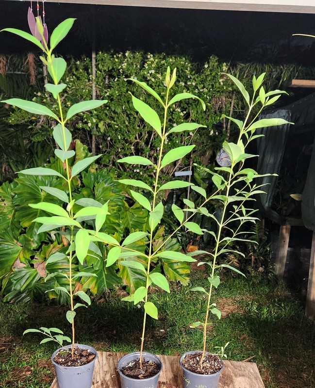 Eucalyptus deglupta Rainbow Eucalyptus Tree in 5" Pot 28" - 30" Tall (Not Seeds) gallery