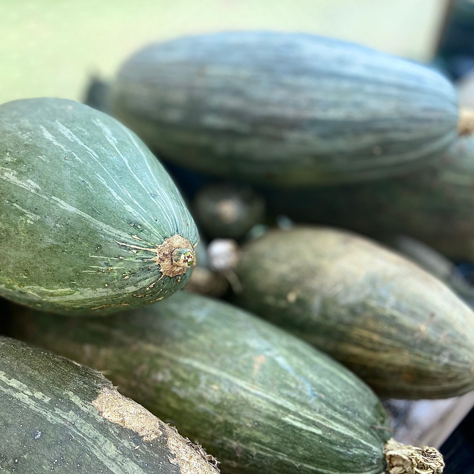 Guatemalan Blue Winter Squash Seeds, Blue Banana Squash, NON-GMO, FREE SHIPPING gallery