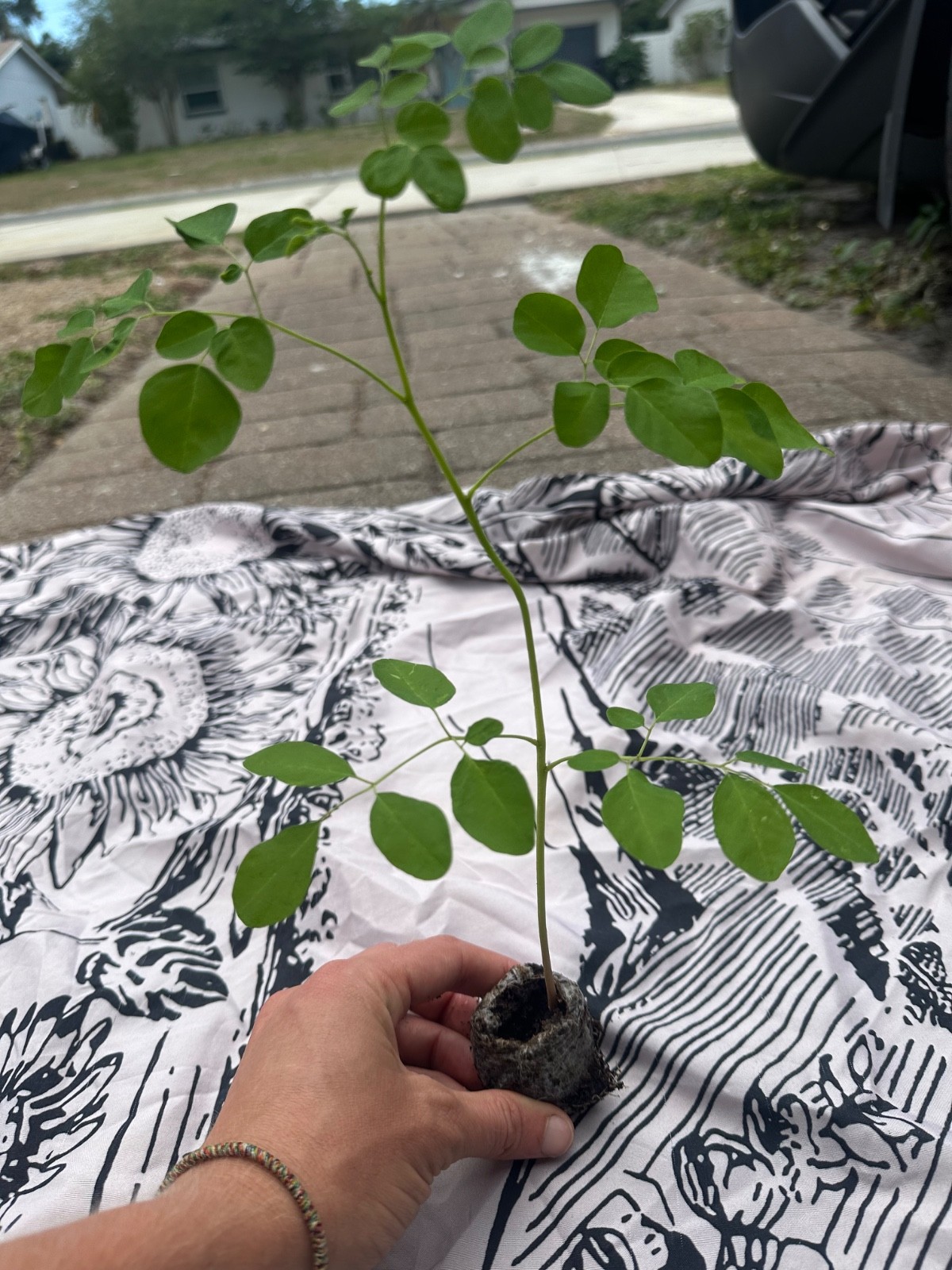 Live Moringa Tree Seedling 11 Inch+ Moringa Oleifera live Miracle Tree Plant gallery