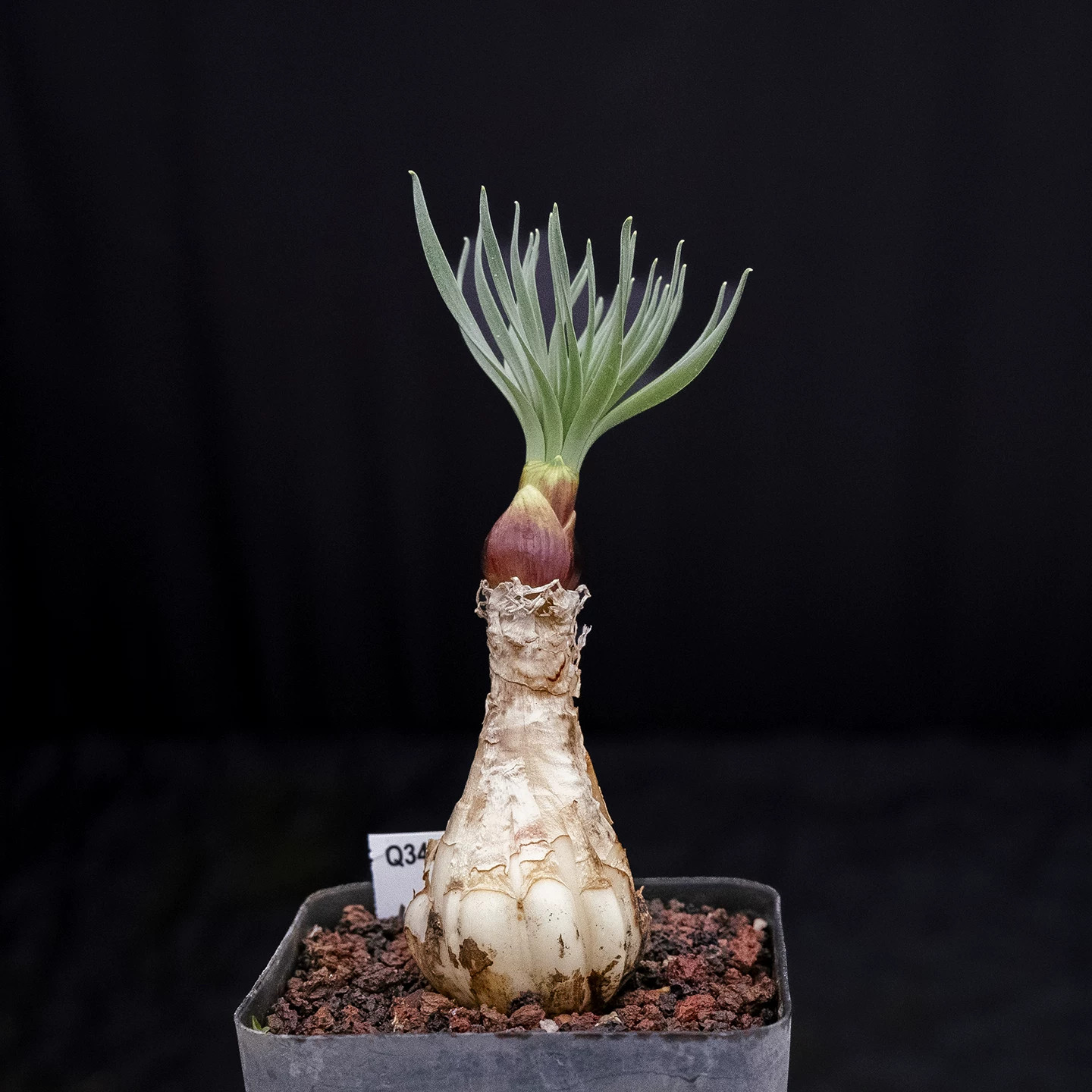 Two Years Seedgrowth Cactis Live Gethyllis Namaquensis Caudex Cactis Garden Rare gallery