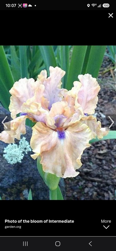 Bahama Blues Intermediate Bearded Iris (Iris) Peach Purple Flowering 2x Bogo gallery