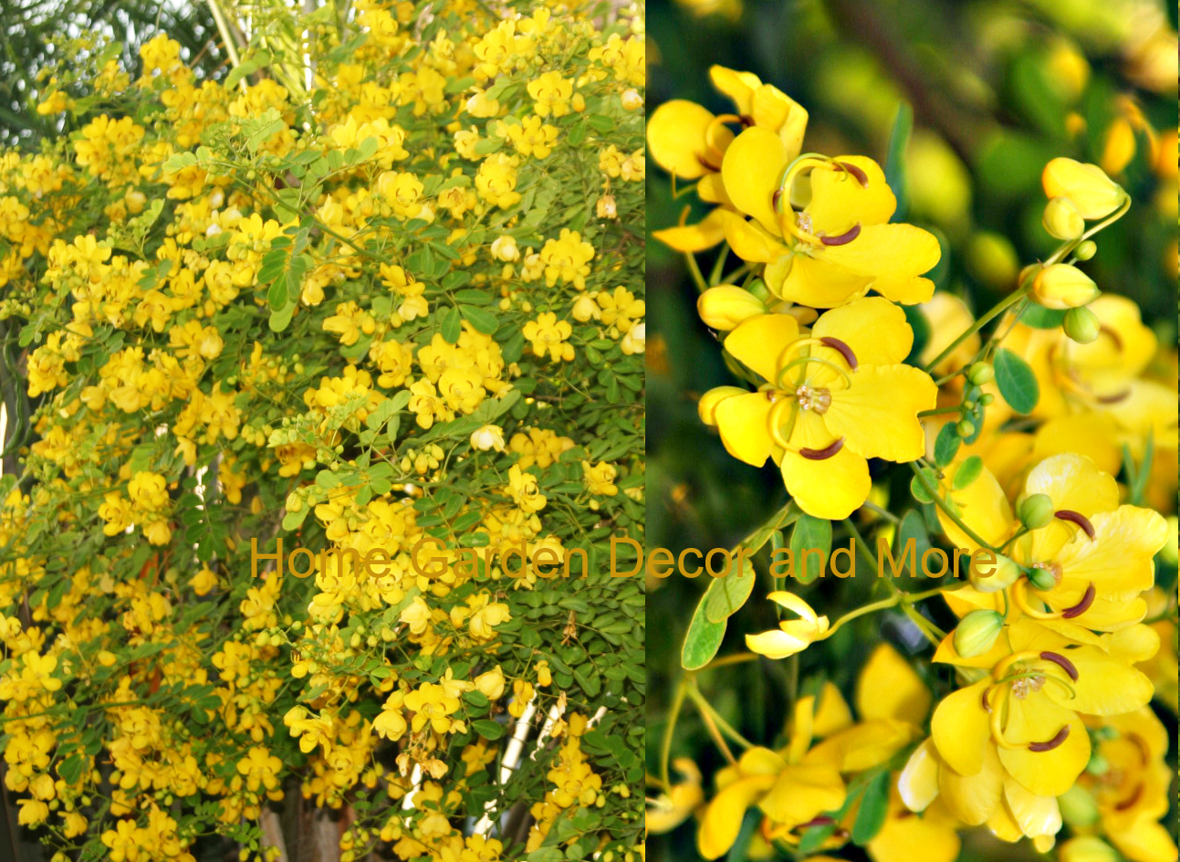 Christmas Senna Cassia Bicapsularis Yellow Flower Butterfly Host ROOTED PLANTS gallery