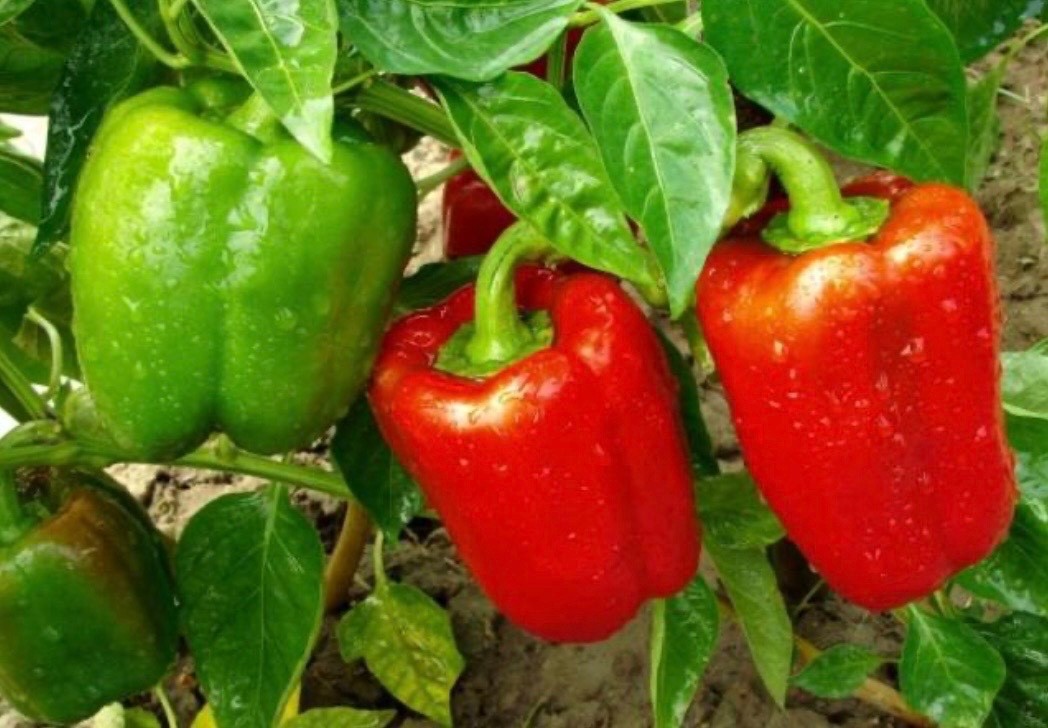 Keystone Giant Sweet Bell Pepper - FRESH Seeds - Organic Non-GMO, USA Seller gallery