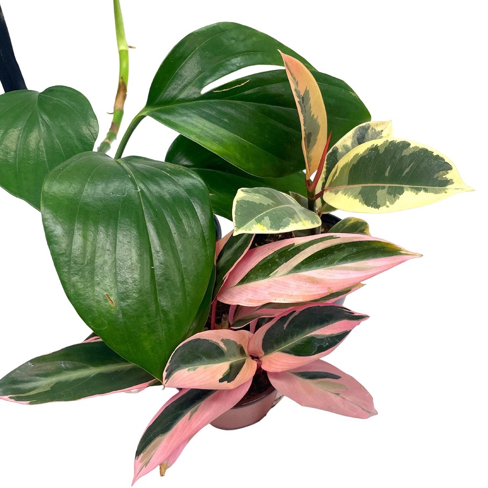 BubbleBlooms Indoor Foliage Assortment, 4 inch Set of 3, Best-Sellers Most Popul