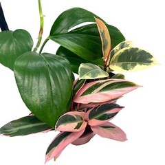 BubbleBlooms Indoor Foliage Assortment, 4 inch Set of 3, Best-Sellers Most Popul