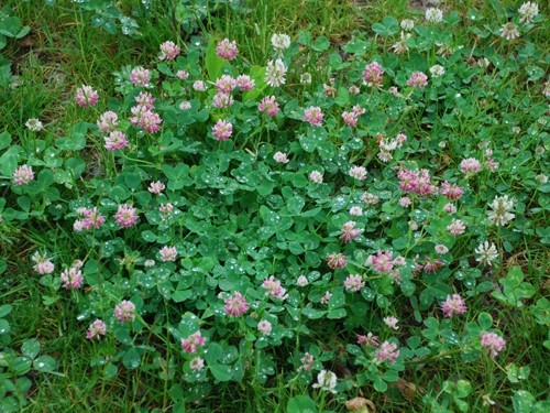 Alsike Clover Seeds gallery