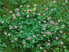 Alsike Clover Seeds
