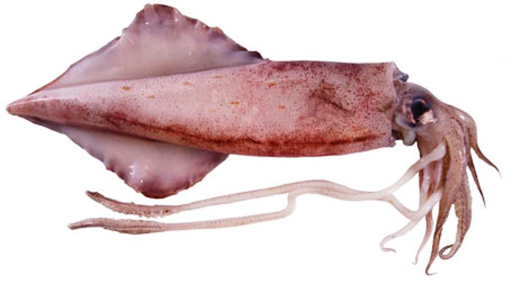 10Pcs+ (5oz) Small /12pcs+(6 oz) Medium Organic Dried Whole Squid 3" - 5" gallery