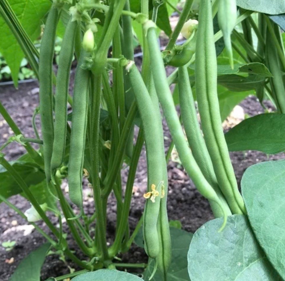 Tendergreen Improved Stringless Bush Bean - Fresh Seeds - NonGMO, USA Seller gallery