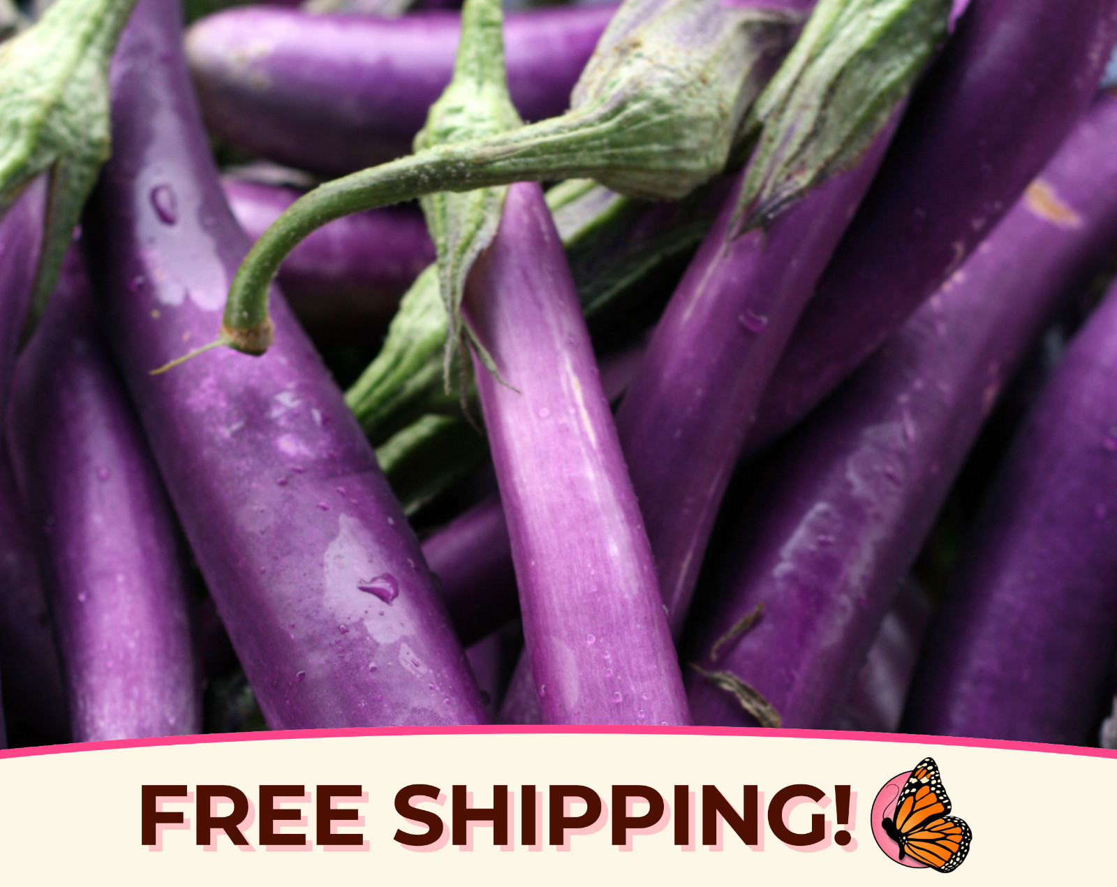 825+ Eggplant Seeds 'Long Purple' | Heirloom, Non-GMO, Vegetable Gardening Seed gallery