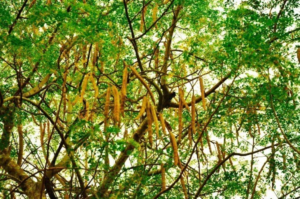 Moringa oleifera | Miracle Tree | Drumstick Tree | Horseradish Tree | 25 Seeds gallery