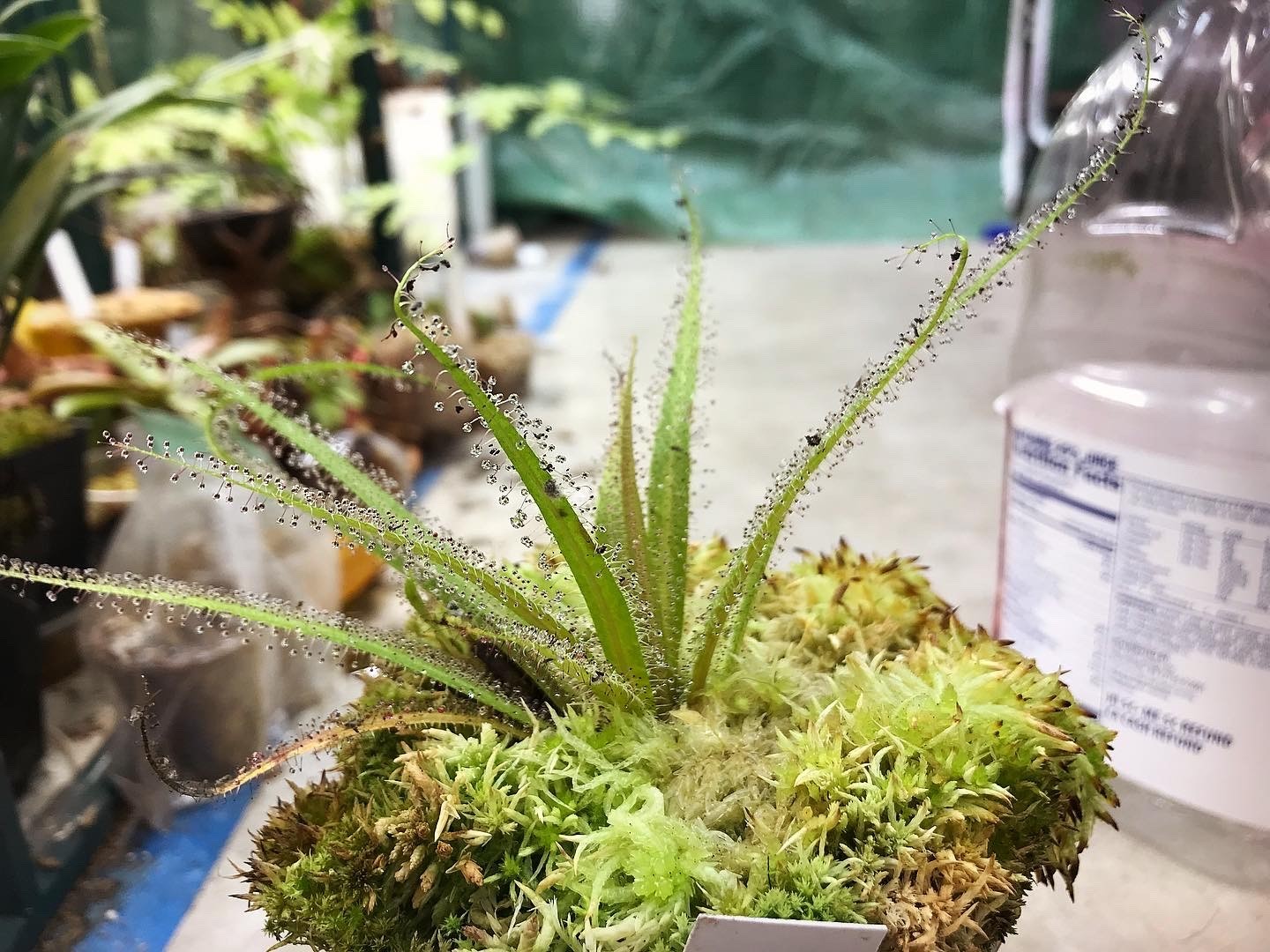Drosera regia SG, King Sundew Temperate Carnivorous South African Plant gallery