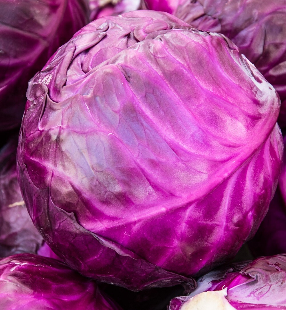 Red Acre Cabbage Seeds | Non-GMO | Heirloom | Fresh Garden Seeds gallery