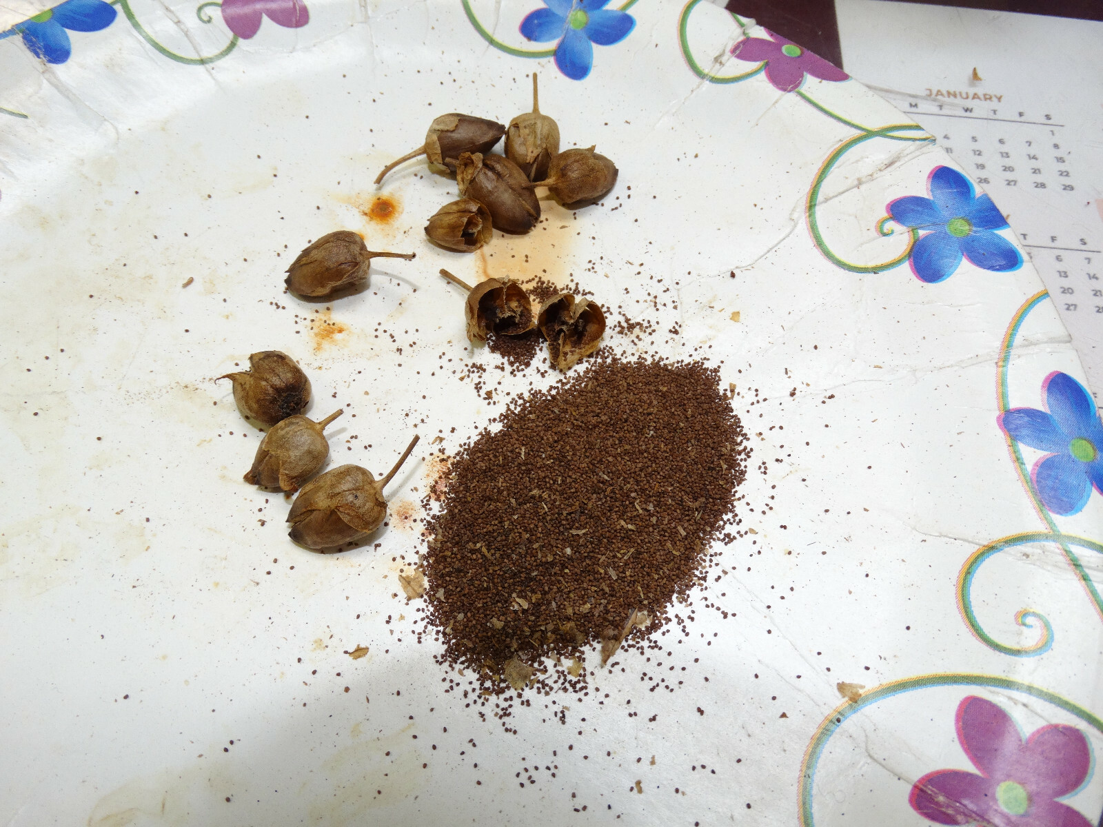 VERY RARE HARMANLI ORIENTAL AROMATIC TOBACCO 2000+ SEEDS 0.2GRAM FRESH 2023 CROP gallery