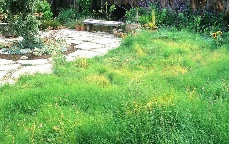 1001+BLUE GRAMA Seeds Native Prairie Grass Drought Poor Soils Low Maintenace gallery