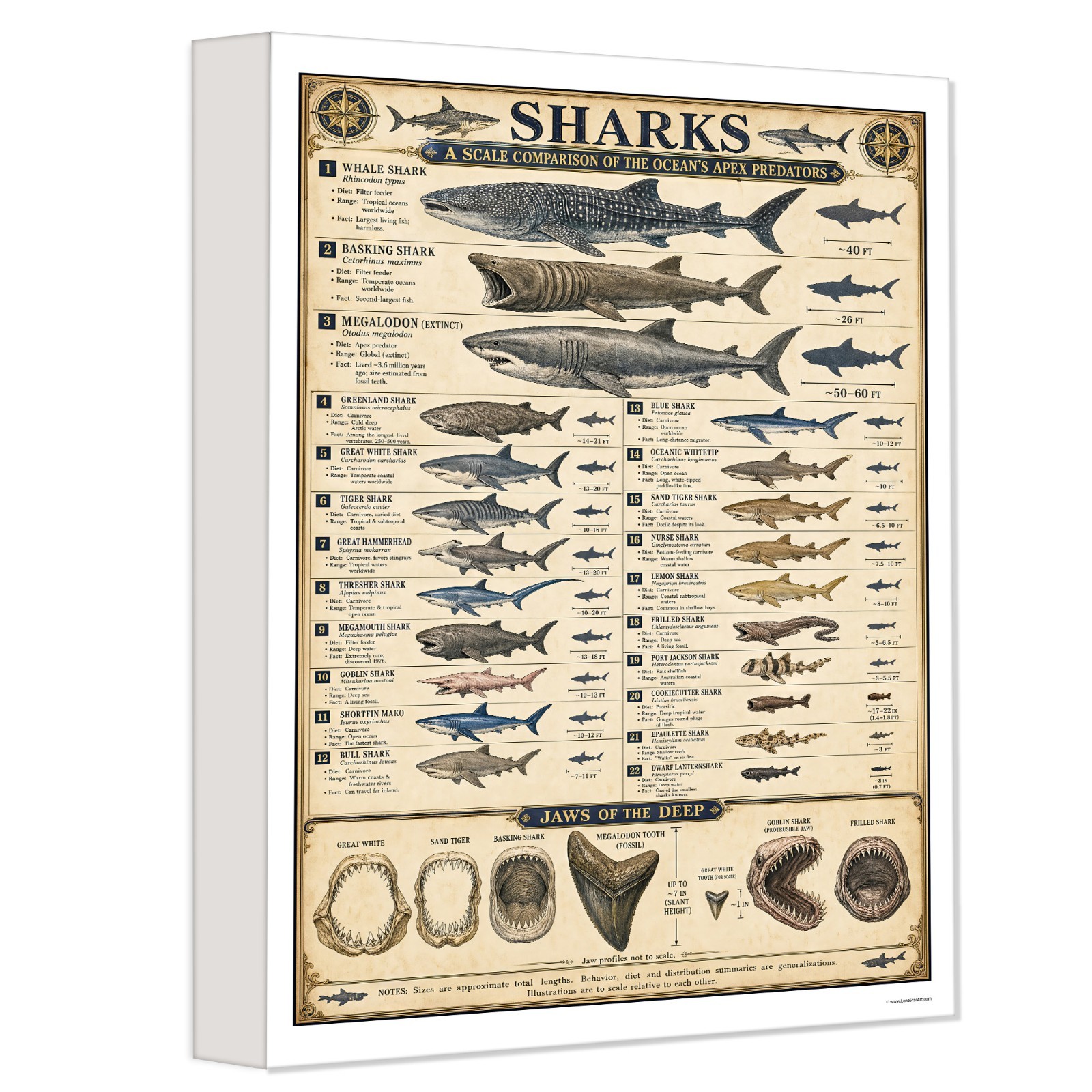Shark Size Comparison Chart Canvas 24x36 - Ocean Wildlife Decor gallery
