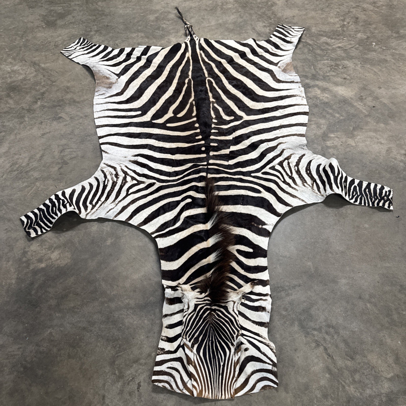 Genuine Zebra hide/ Zebra skin/ Zebra rug - South African Burchell 's Zebra gallery