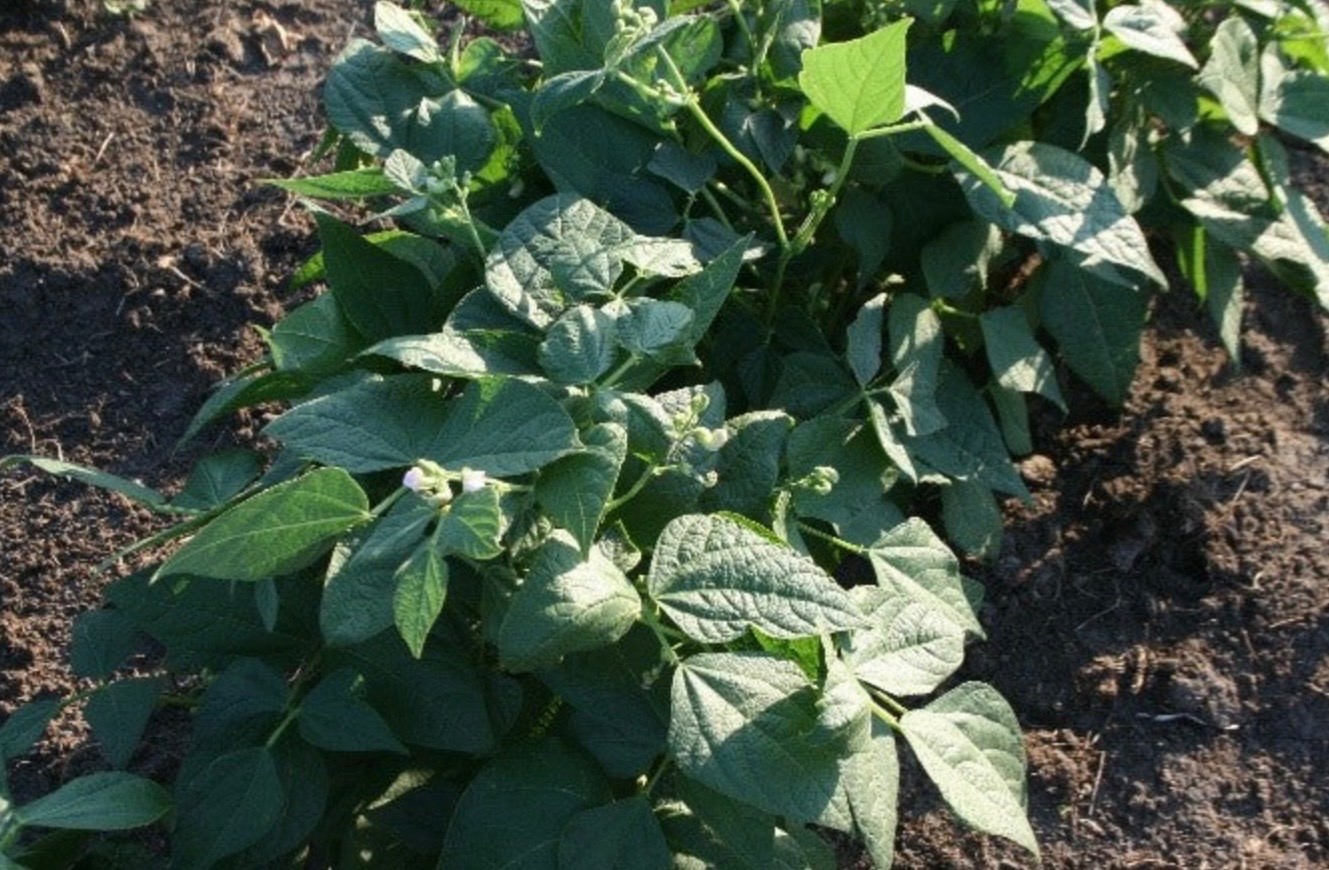Contender Stringless Bush Green Bean - Fresh Seeds 2026, Early Heirloom 🇺🇸 USA gallery