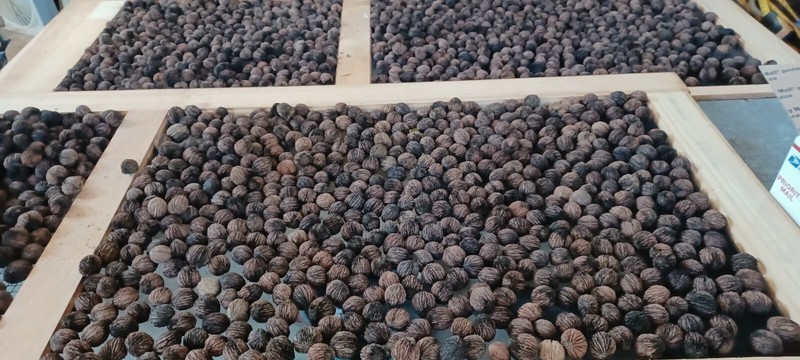 Black Walnuts 20 Lbs hulled, in shell fresh harvest 2025, GA Non GMO ORGANIC gallery