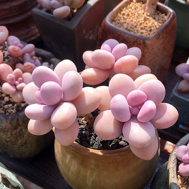 Moonstone Thick-Leaf Cactus Rare Healthy Live Succulent Plant Includes 2inch pot gallery