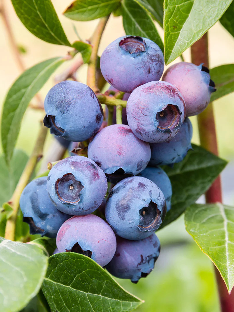 5 Sweet Crisp Blueberry - Vaccinium corymbosum - Starter Plug gallery