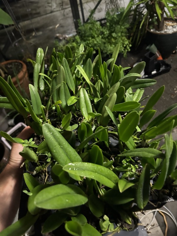 2 Different cattelaya Seedling Package, Orchids See photos For Names Vanda gallery