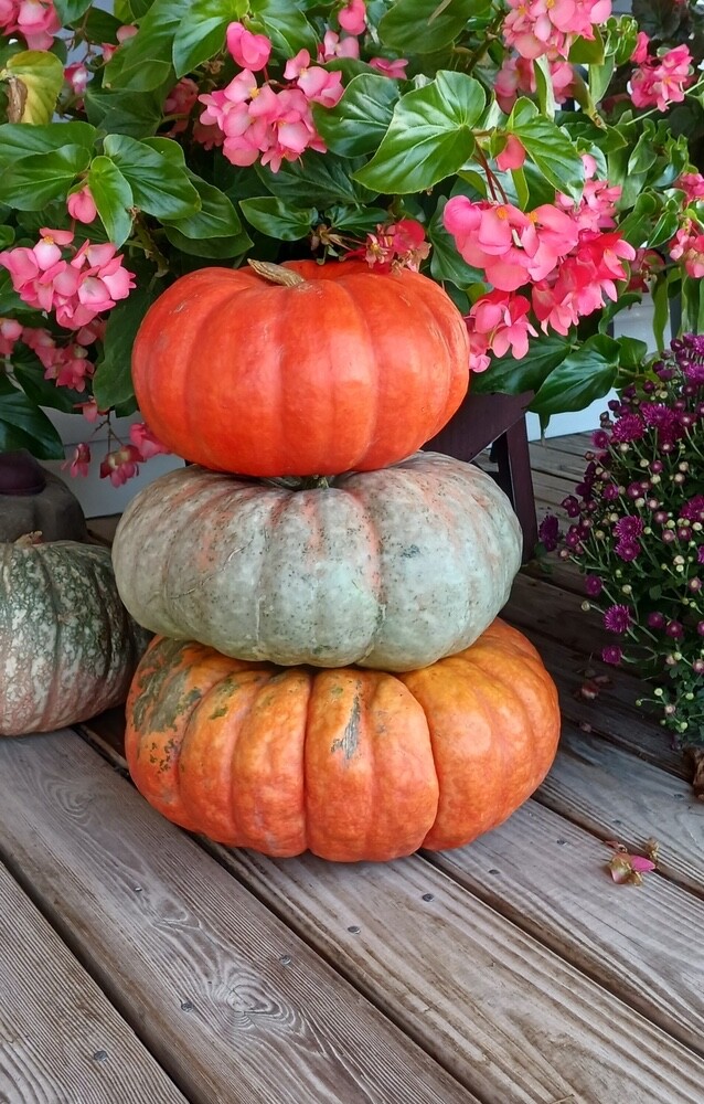 Stacker Pumpkin Mix Seeds for Planting (10 Seeds) gallery