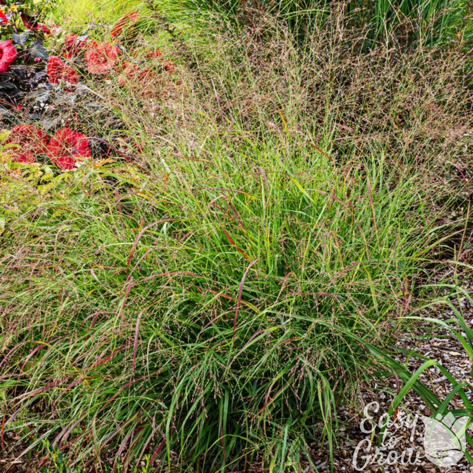 Panicum Shenandoah Grass 2 Potted Plants - Rooted in Quart Pots, Easy to Grow gallery
