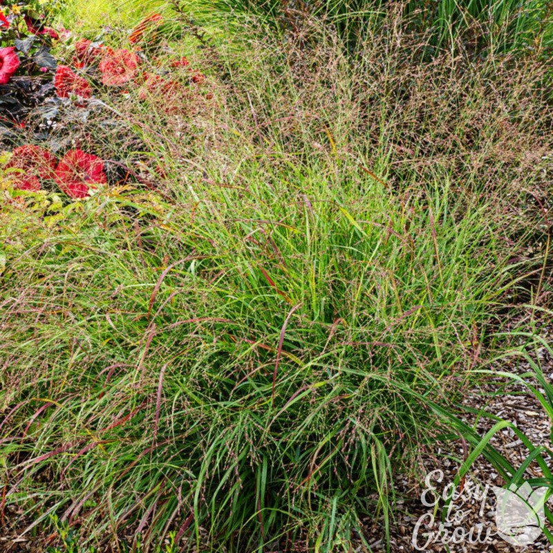 Panicum Shenandoah Grass 2 Potted Plants - Rooted in Quart Pots, Easy to Grow gallery