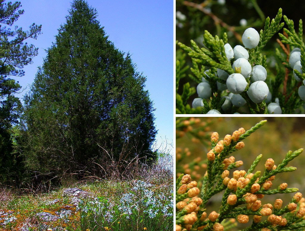 Eastern Red cedar, Juniperus virginiana, Tree Seeds gallery