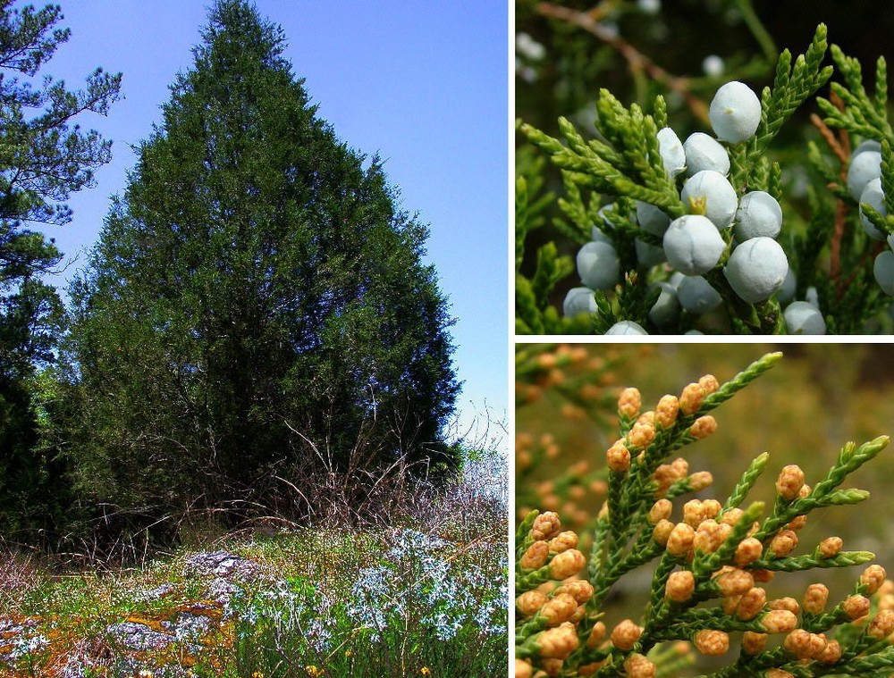 Eastern Red cedar, Juniperus virginiana, Tree Seeds