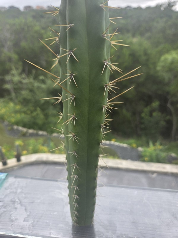 echinopsis cactus Ss02 x Huancoensis gallery