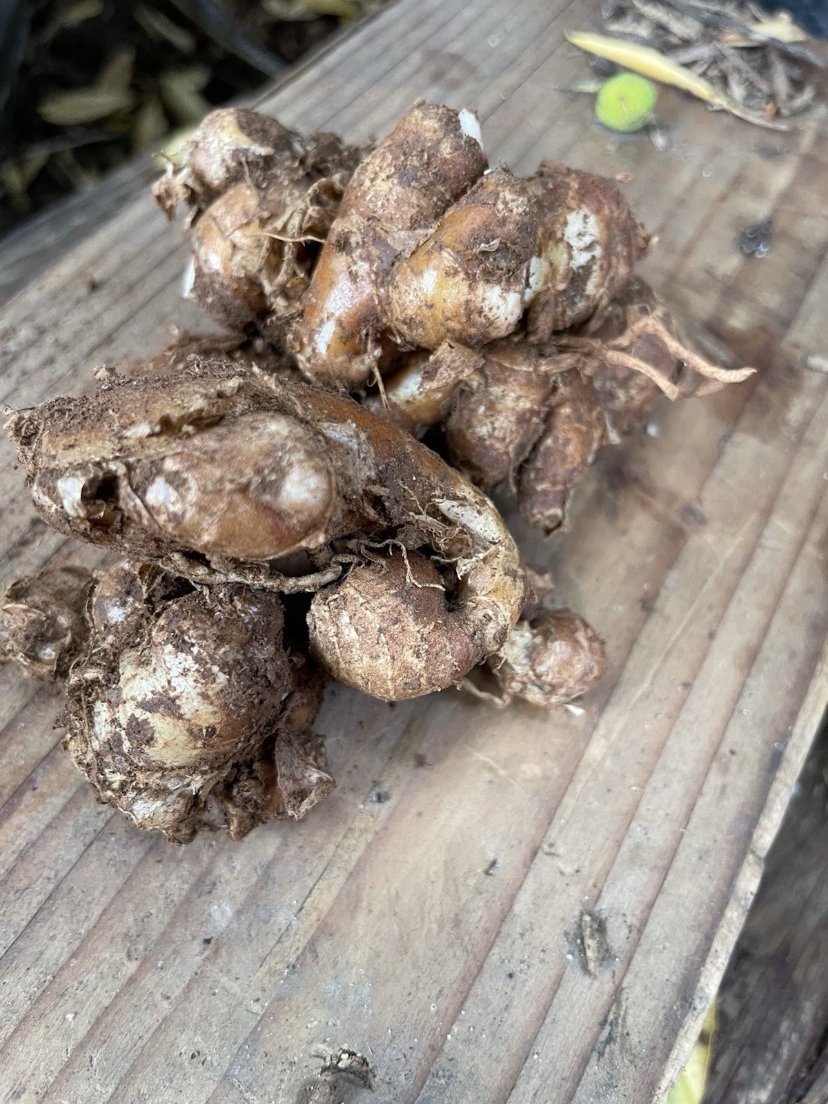 3 Oz Fresh Aromatic Ginger For Cooking And Planting gallery