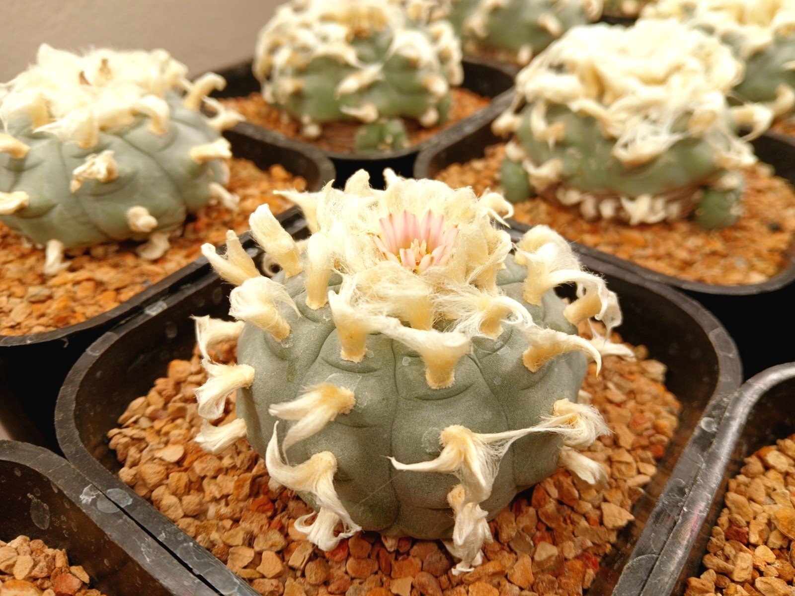 30 Seeds - Loph (willi) var. Texan(a) - Button Cactus (US Seller) gallery