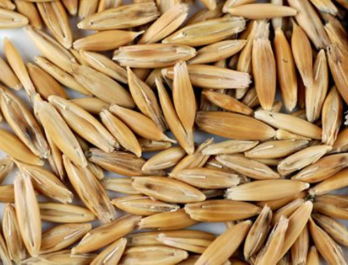 Cat Grass Seeds Chicken Oats Backyard Seed Feed Greens Treat Bird USA Grown gallery