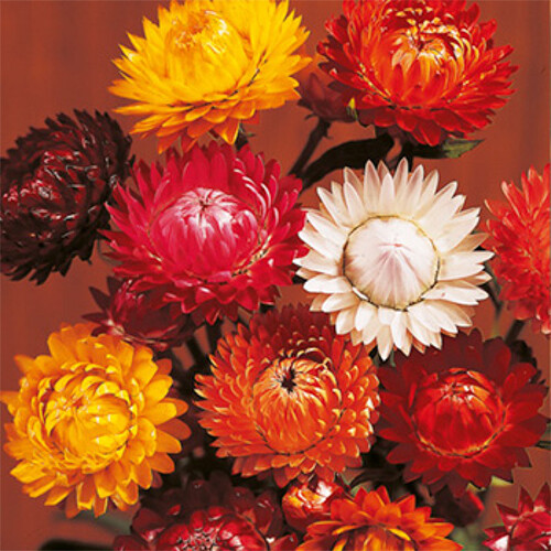 Tom Thumb Mix Strawflower Seeds | Heirloom | Free Shipping | Flower Seeds | 1219 gallery