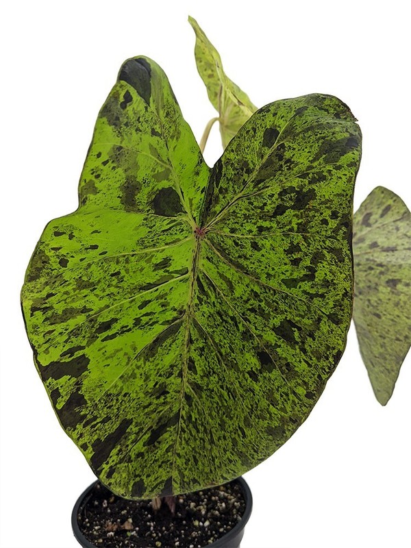 Rare Colocasia Mojito Elephant, Ear esculenta - Starter Live Plant gallery