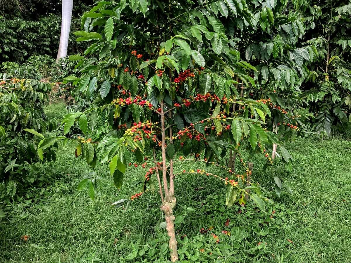 Guatamalan Coffee Bean Seeds (25) / DELICIOUS / Rare gallery
