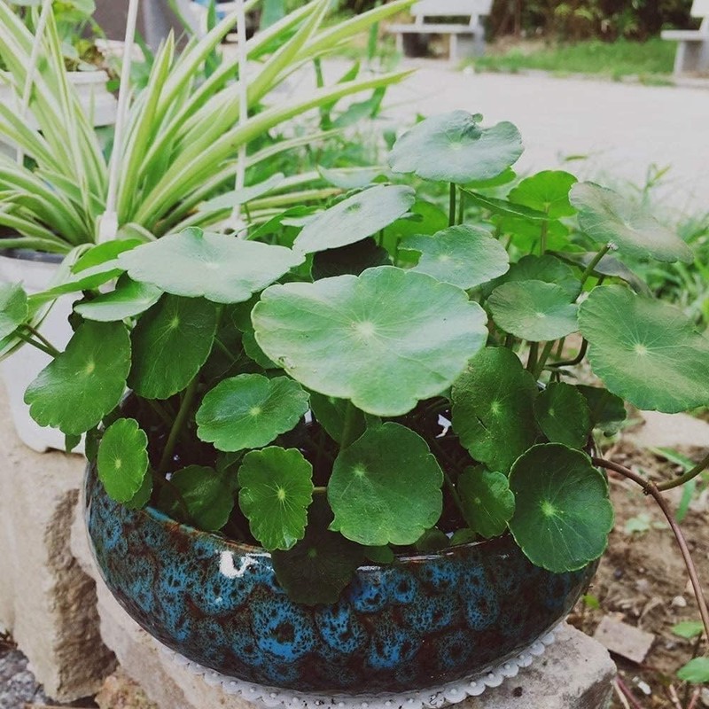 Ceramic Flower Pot Hydroponic Container Large Caliber Daffodil Water Lily gallery