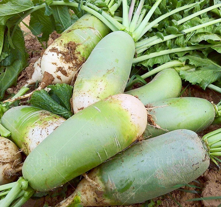 Non-GMO Asian Vegetable Radish Green Fruity Seeds 青岛翘头青萝卜 200+ Seeds gallery