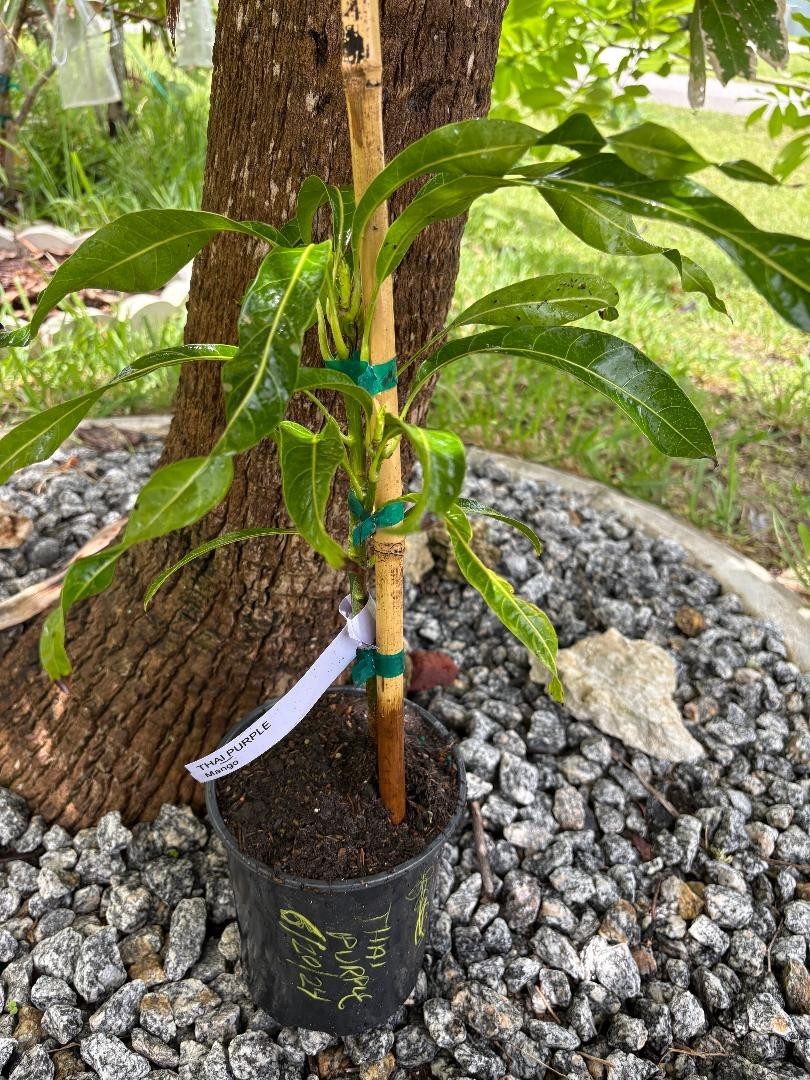 GRAFTED (SUPER RARE) THAI PURPLE NAM DOC MAI/SI MEUANG 12" OR MORE TALL gallery