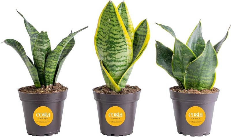 Snake Plant, Live Plants in Plastic Pots, Easy to Maintain, Air Purifying Ind... gallery