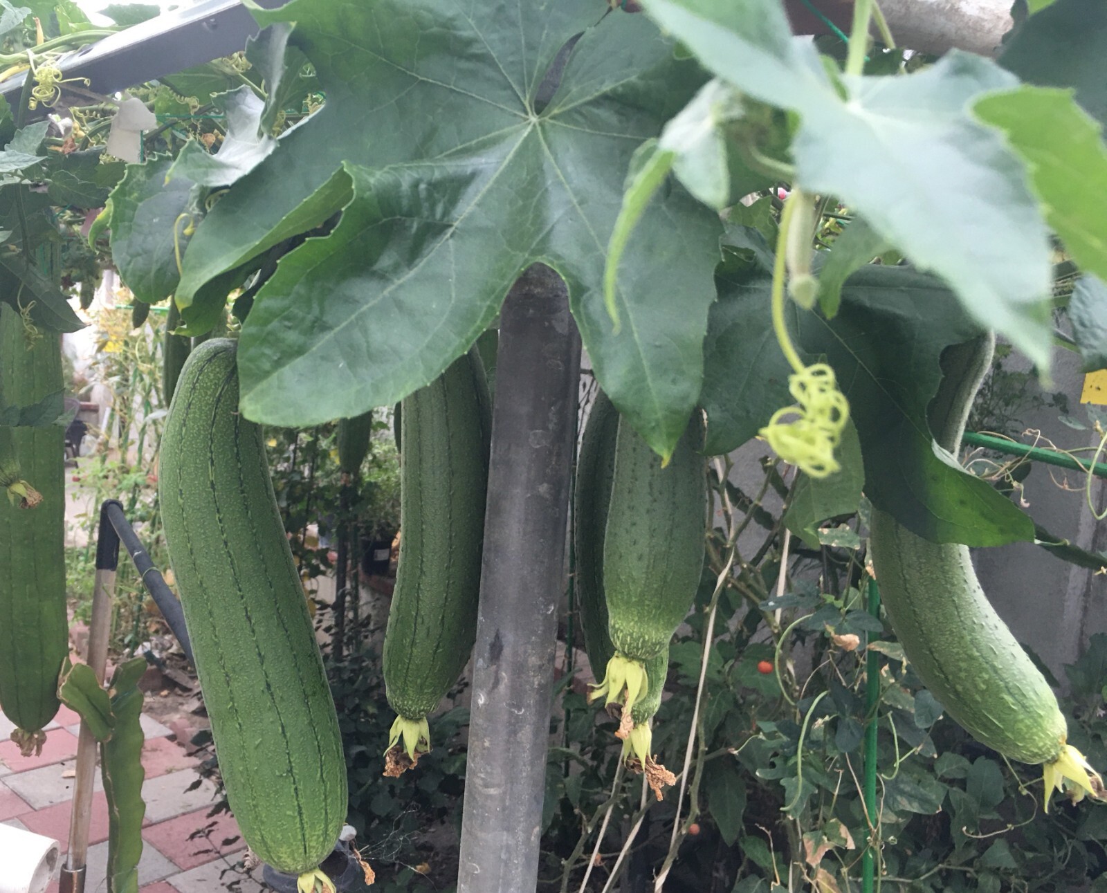 15+ Sponge dishcloth Gourd Seeds Luffa Gourd Smooth Loofah Chinese Sigua USA gallery